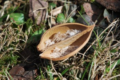 Paulownia tomentosa -paulovnie plstnatá - semena a část plodu